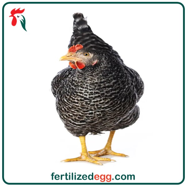 تخم نطفه دار مرغ پلیموت راک